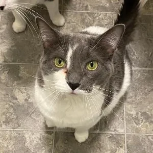 A senior medium-sized female Domestic Short Hair cat named Diamond for adoption in Kankakee, IL
