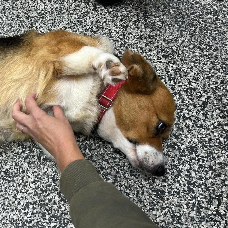 An adult medium-sized female Yellow / Tan / Blond / Fawn Corgi dog named Betty Bongos for adoption in Fredericksburg, VA