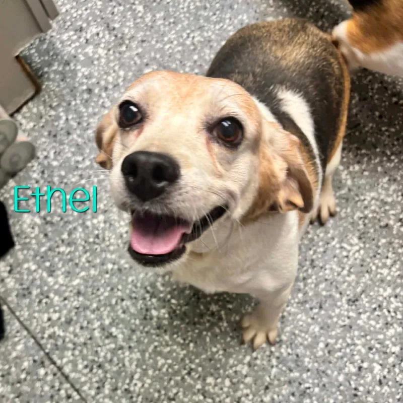 A senior medium-sized female Brown / Chocolate Beagle dog named Ethel for adoption in Parkersburg, WV