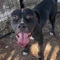 An adult medium-sized male Black American Staffordshire Terrier dog named Gentleman Scholar for adoption in Austin, TX
