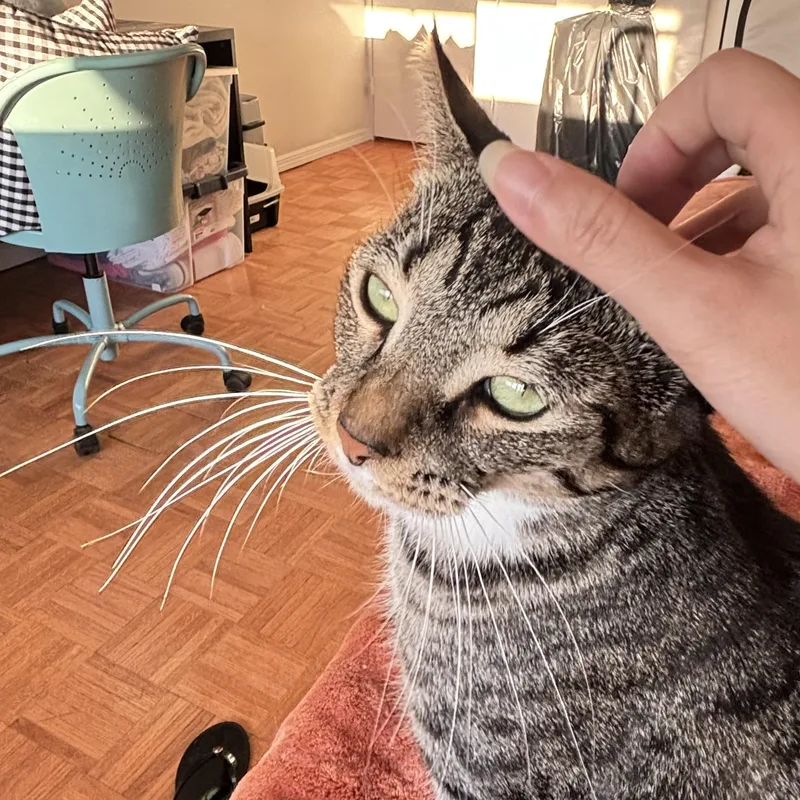 Maribel  So Much thumbnail 3