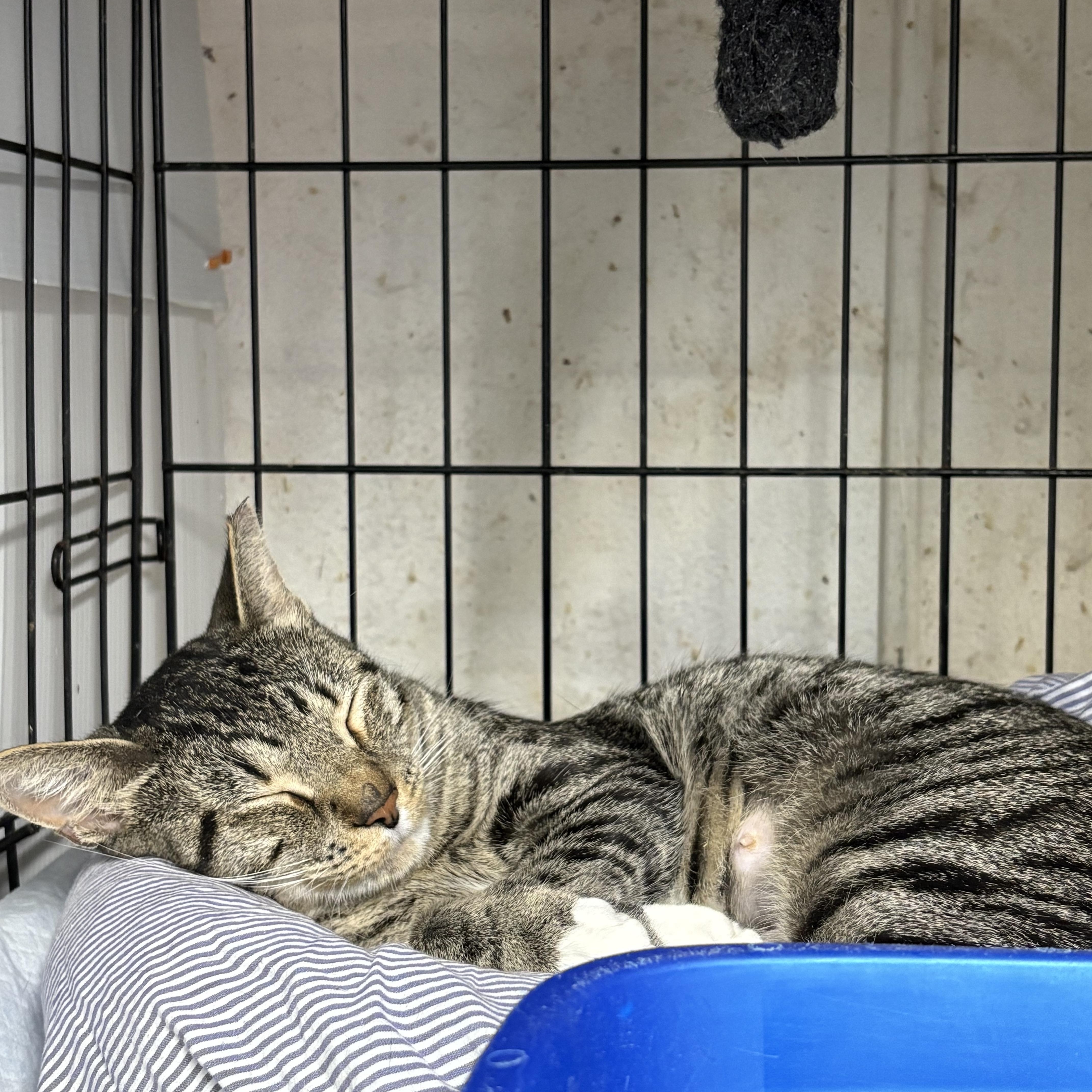 Maribel  So Much thumbnail 4