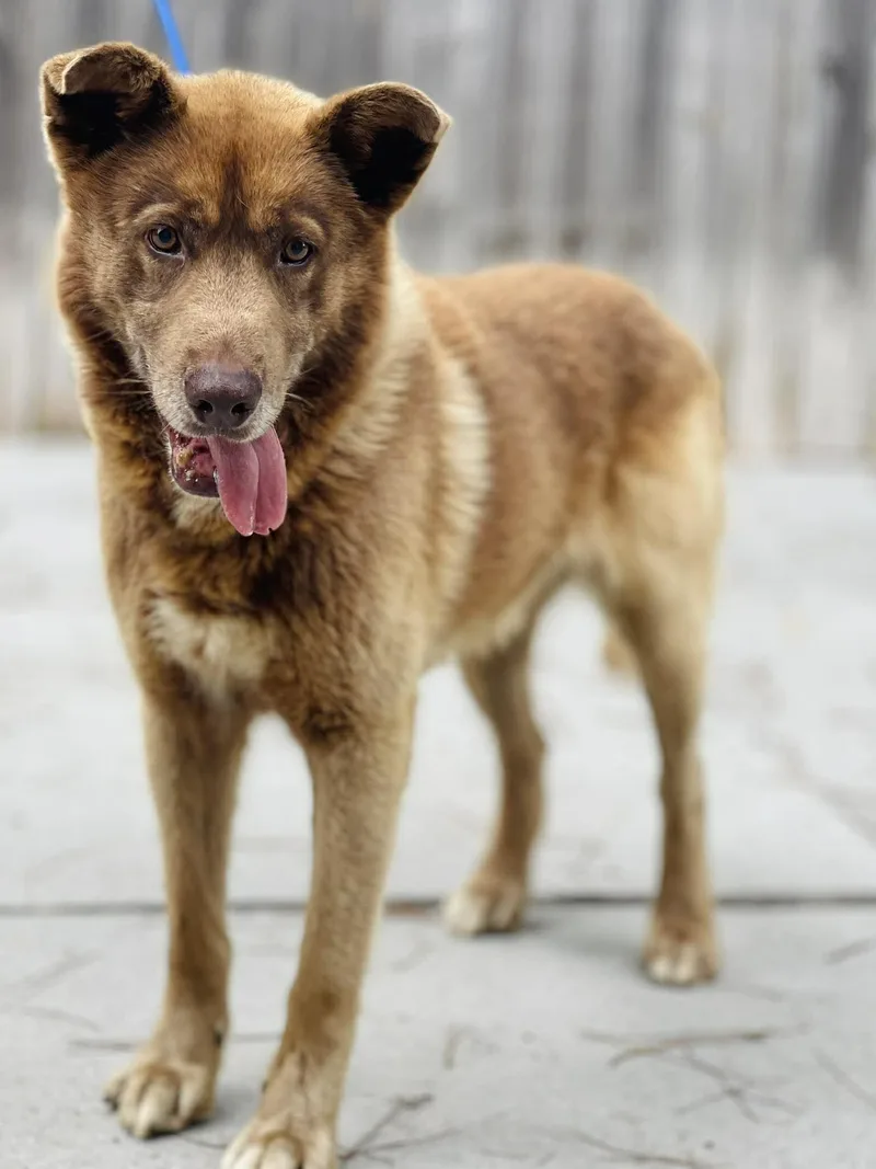 An adult medium-sized male Golden Husky dog named Ac "firefly" for adoption in Conyers, GA