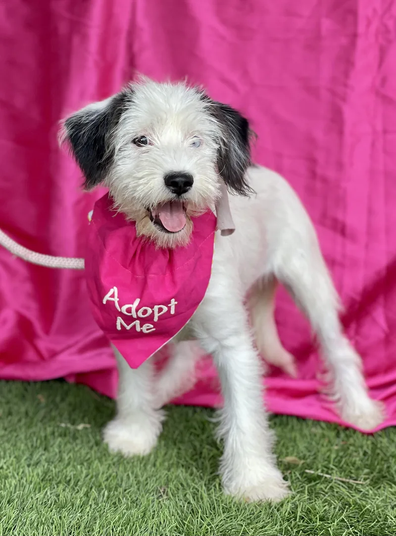 A baby small-sized female White / Cream Maltese dog named Mia for adoption in Rowland Heights, CA