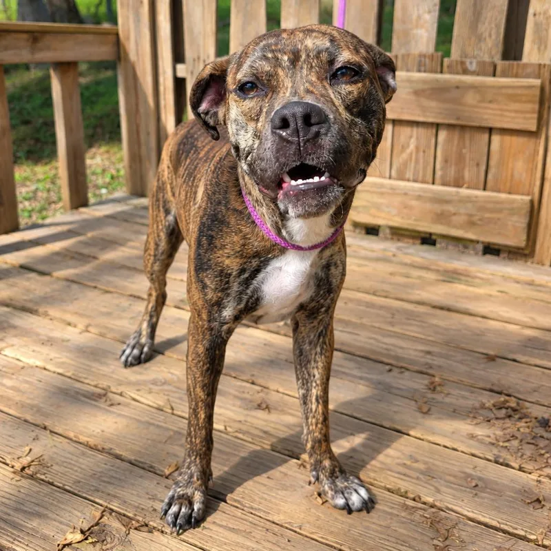 A young medium-sized female Brindle Boxer dog named Tilly for adoption in Pulaski, TN