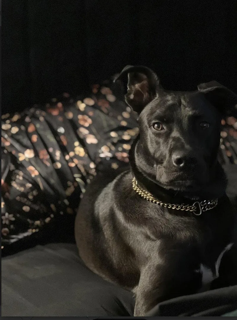 Travis