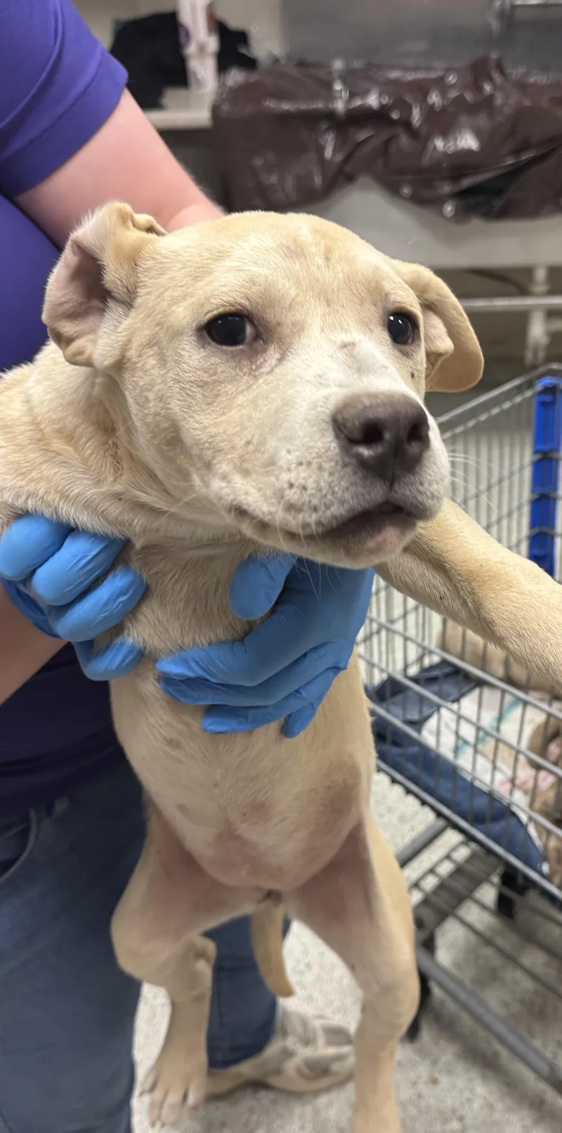 A baby small-sized female Pit Bull Terrier dog named Missy for adoption in Conroe, TX