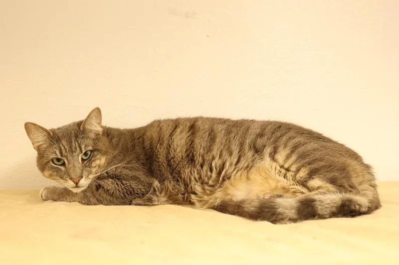An adult large-sized female Tabby (Gray / Blue / Silver) Tabby cat named Pepper for adoption in Mira Loma, CA