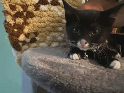 A baby medium-sized male Domestic Short Hair cat named Zodiac for adoption in Savannah, GA