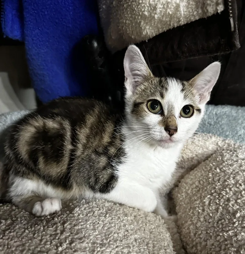 A baby medium-sized male Tabby cat named Street Sense for adoption in Georgetown, KY