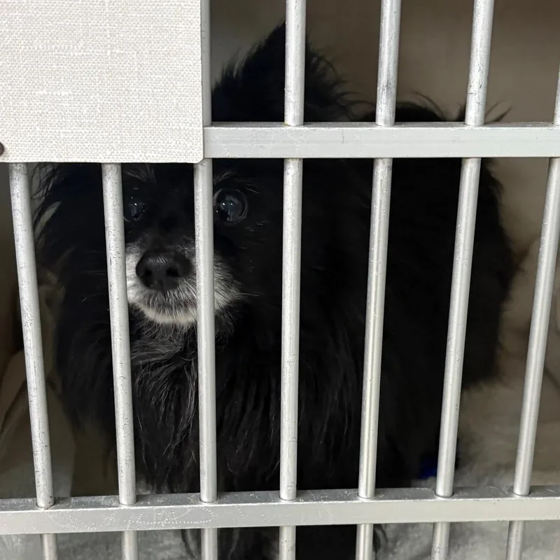A baby small-sized male Black Pomeranian dog named McFluffins for adoption in Northbrook, IL