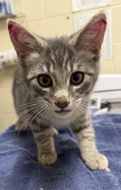 A baby small-sized male Domestic Short Hair cat named Juniper for adoption in Westland, MI