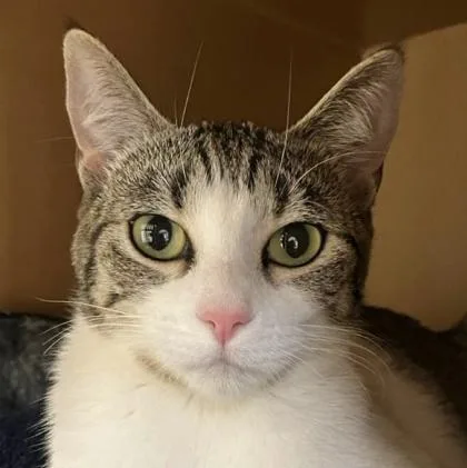 An adult medium-sized female Domestic Short Hair cat named Bonnie for adoption in Burlington, WA
