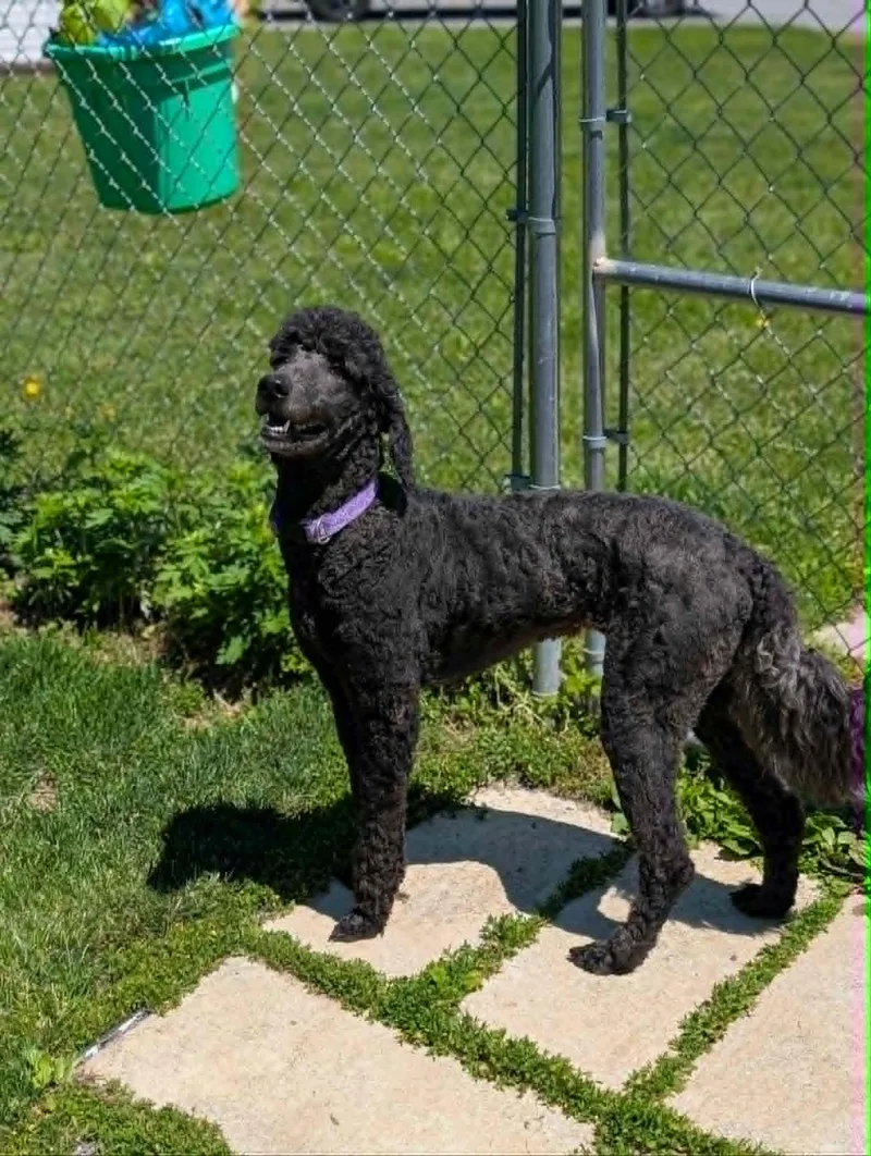 An adult medium-sized female Black Standard Poodle dog named Hattie for adoption in Chambersburg, PA