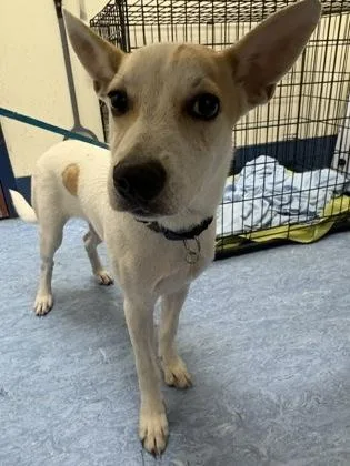 A baby medium-sized male White / Cream Mixed Breed dog named Elvis for adoption in Charleston, SC