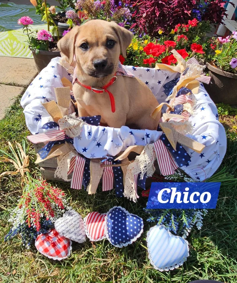 Chico thumbnail 5