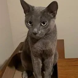 An adult medium-sized female Gray / Blue / Silver Domestic Short Hair cat named Mary Kay for adoption in Germansville, PA