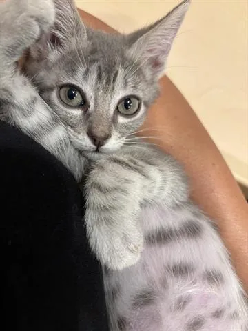 A baby small-sized male Domestic Short Hair cat named Mr Pink for adoption in San Martin, CA