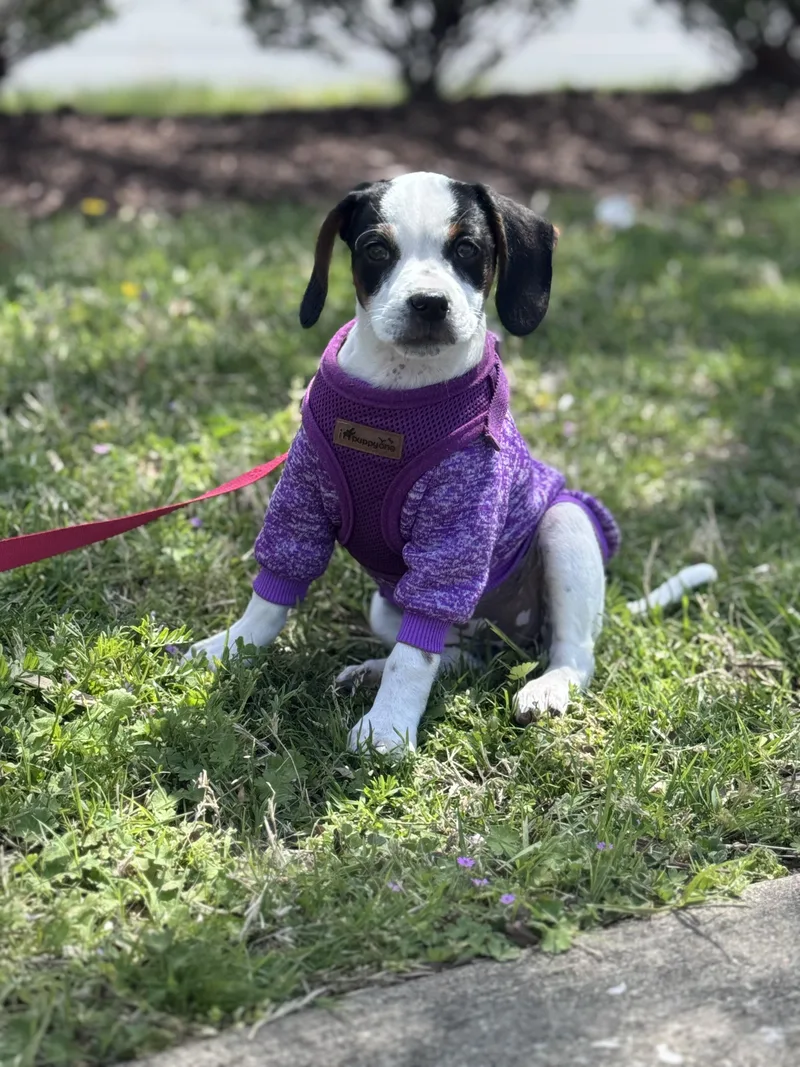 A baby medium-sized female Black Beagle dog named Peaches for adoption in Columbia, MD