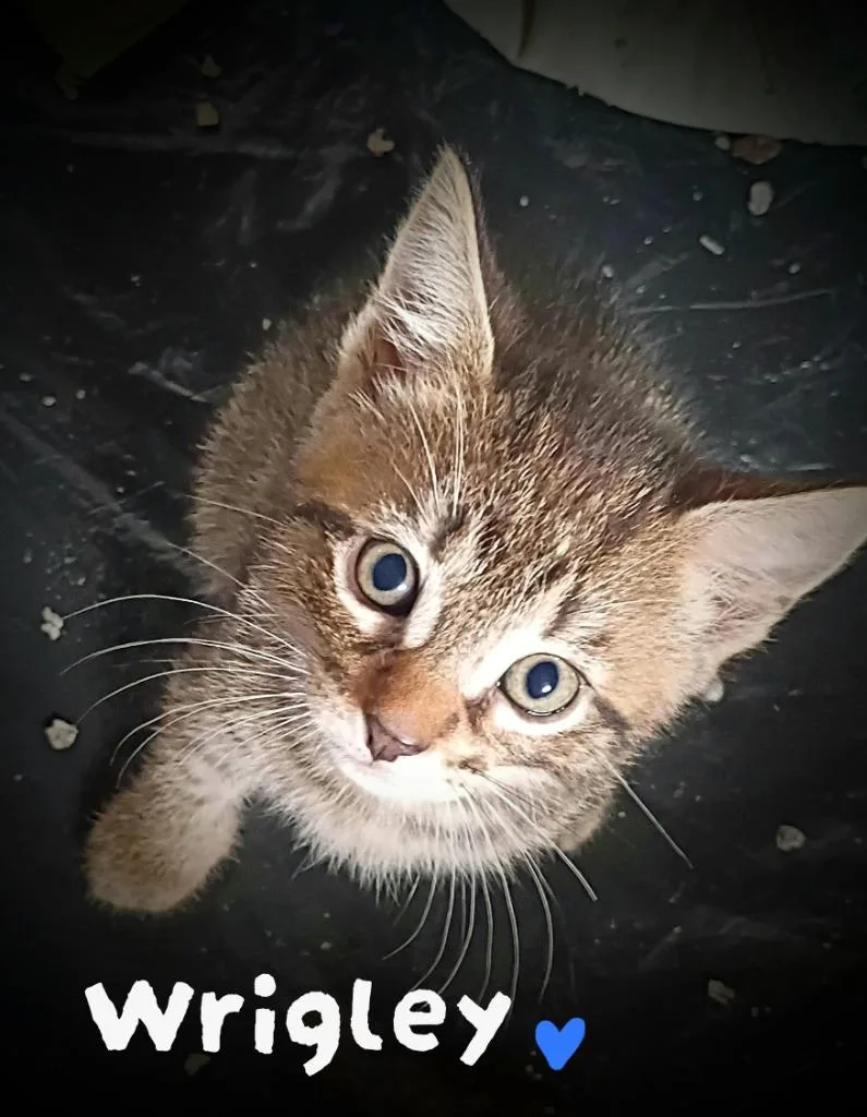 A baby medium-sized male Domestic Short Hair cat named Wrigley Candy for adoption in Parkville, MD