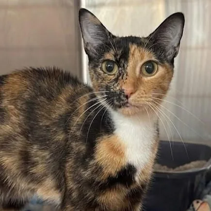 An adult medium-sized female Calico Domestic Short Hair cat named Bell for adoption in Boca Raton, FL