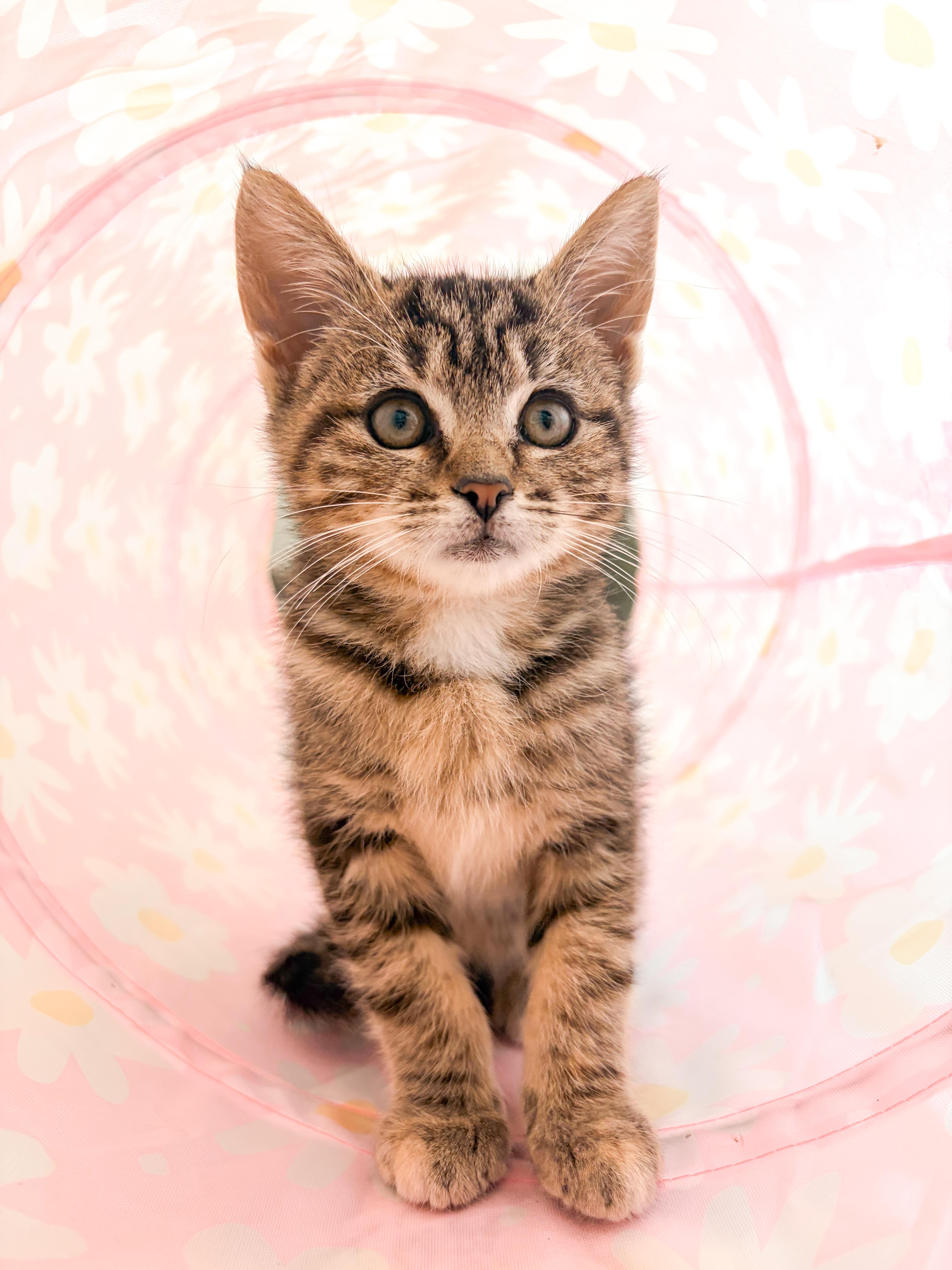 A baby medium-sized female Tabby (Buff / Tan / Fawn) Domestic Short Hair cat named Lavender for adoption in Columbia, MD