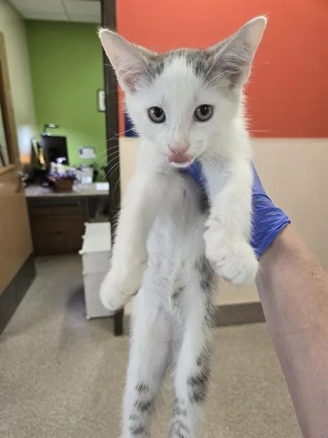 A baby small-sized male Domestic Short Hair cat named Sir Purrington for adoption in Louisville, KY