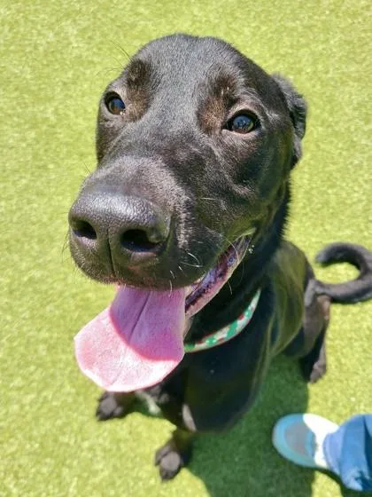 An adult large-sized male Black Mixed Breed dog named Squinch for adoption in Wichita, KS