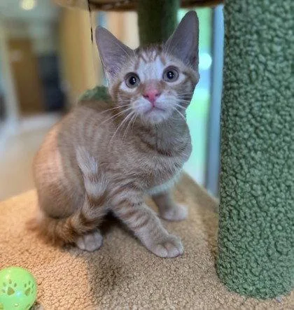 A young small-sized male Orange / Red Domestic Short Hair cat named Chuck Bass for adoption in Midland, VA