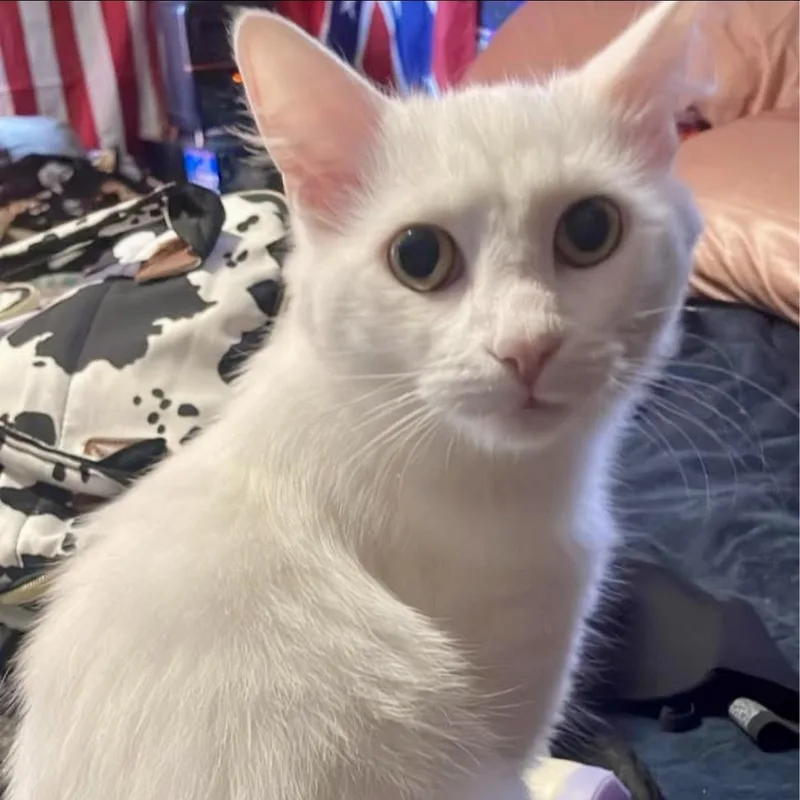 A young medium-sized male White Domestic Short Hair cat named Topsy for adoption in Richmond, VA