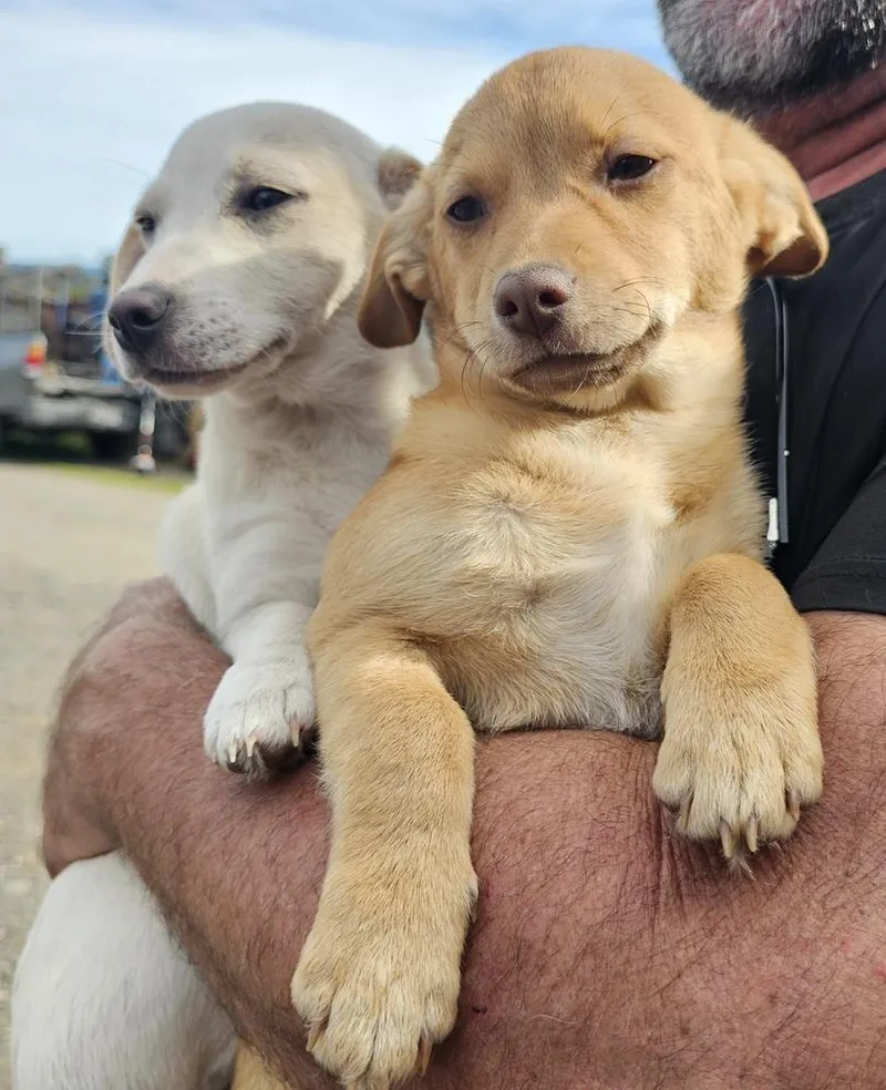 Sugar Bear thumbnail 2