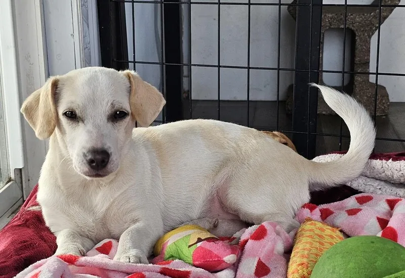 Sugar Bear thumbnail 3