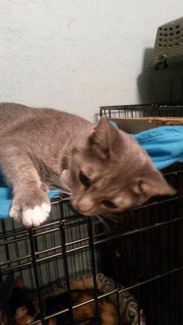 A senior small-sized female Domestic Short Hair cat named Harper for adoption in Ballwin, MO