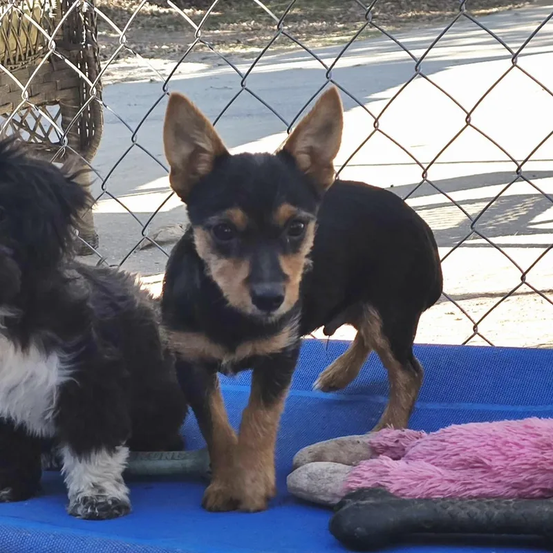 A baby small-sized male Yorkshire Terrier dog named Taco for adoption in Athens, AL