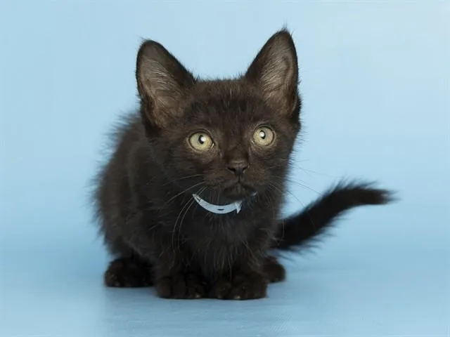 A baby small-sized male Domestic Short Hair cat named Mav for adoption in Phoenix, AZ