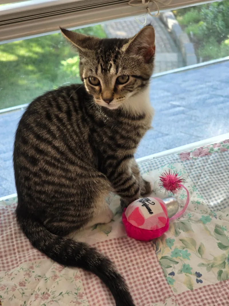 A baby small-sized female Tabby (Brown / Chocolate) Domestic Short Hair cat named Mozart for adoption in Warminster, PA