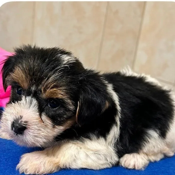 A baby small-sized female Yorkshire Terrier dog named Harriet for adoption in Bartonsville, PA