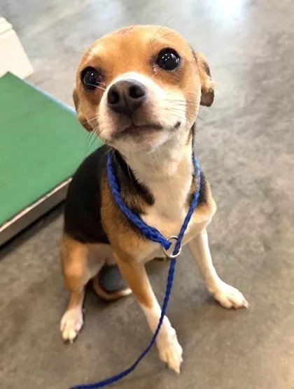 An adult small-sized male Terrier dog named Petey for adoption in New Orleans, LA