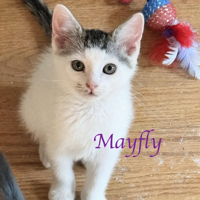 A baby medium-sized male Gray / Blue / Silver Domestic Short Hair cat named Mayfly for adoption in Murfreesboro, TN