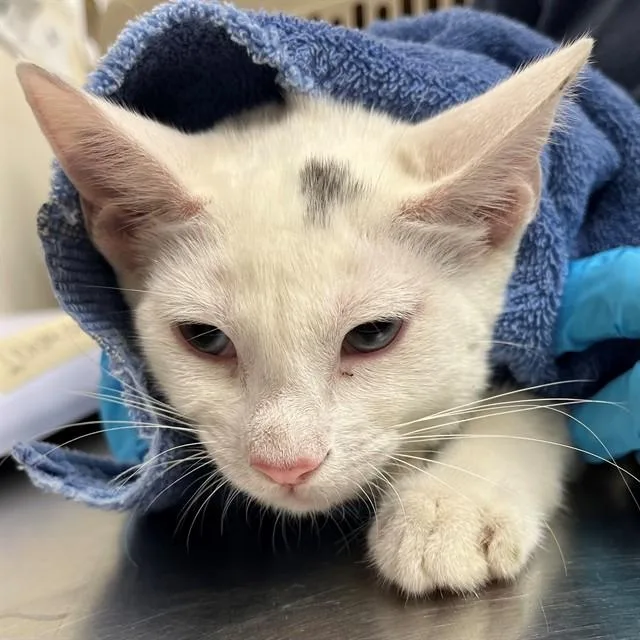 A baby small-sized male Domestic Short Hair cat named Meowth for adoption in Naples, FL