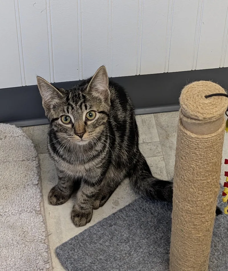 A baby small-sized male Domestic Short Hair cat named Fredrick for adoption in Brockport, NY