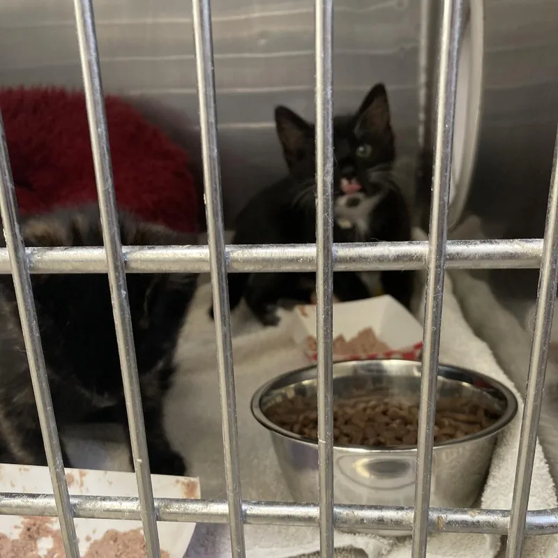 A baby small-sized male Black Domestic Short Hair cat named Catalina for adoption in Hawthorne, CA