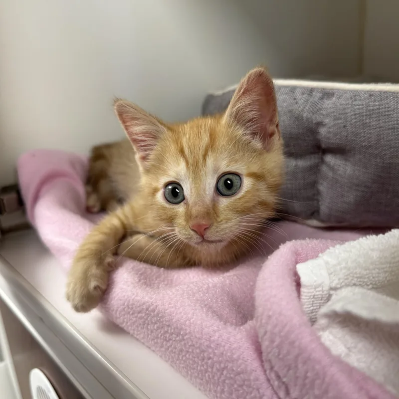 A young small-sized male Domestic Short Hair cat named Disco for adoption in Reisterstown, MD