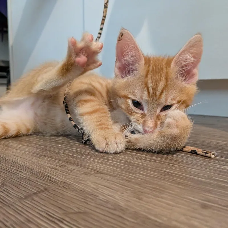 A baby small-sized male Domestic Short Hair cat named Ash for adoption in Cumming, GA
