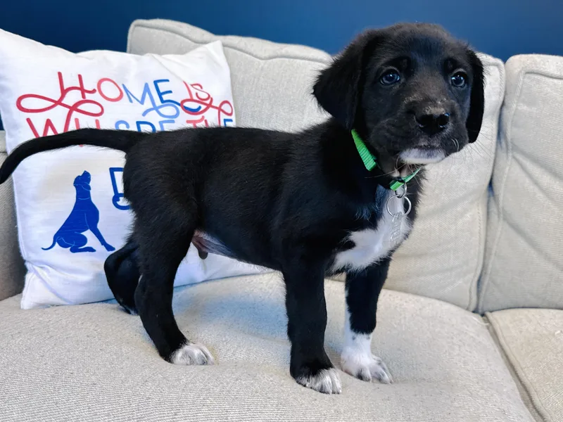 A baby medium-sized male Terrier dog named Caver for adoption in Palatine, IL