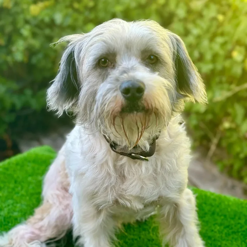 Barkley
