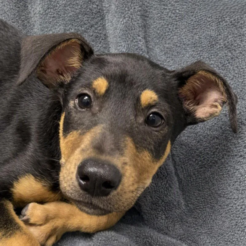 A baby medium-sized male Shepherd dog named Roast for adoption in Brenham, TX