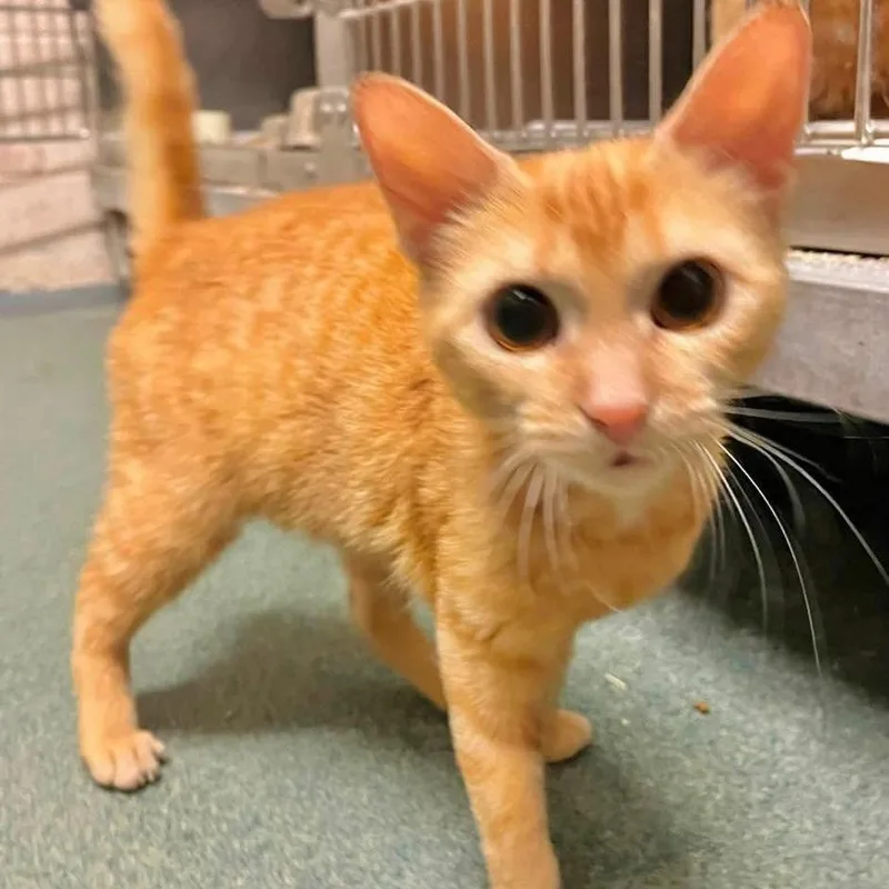 A young small-sized female Orange / Red Domestic Short Hair cat named Cleopatra for adoption in Martinsville, VA