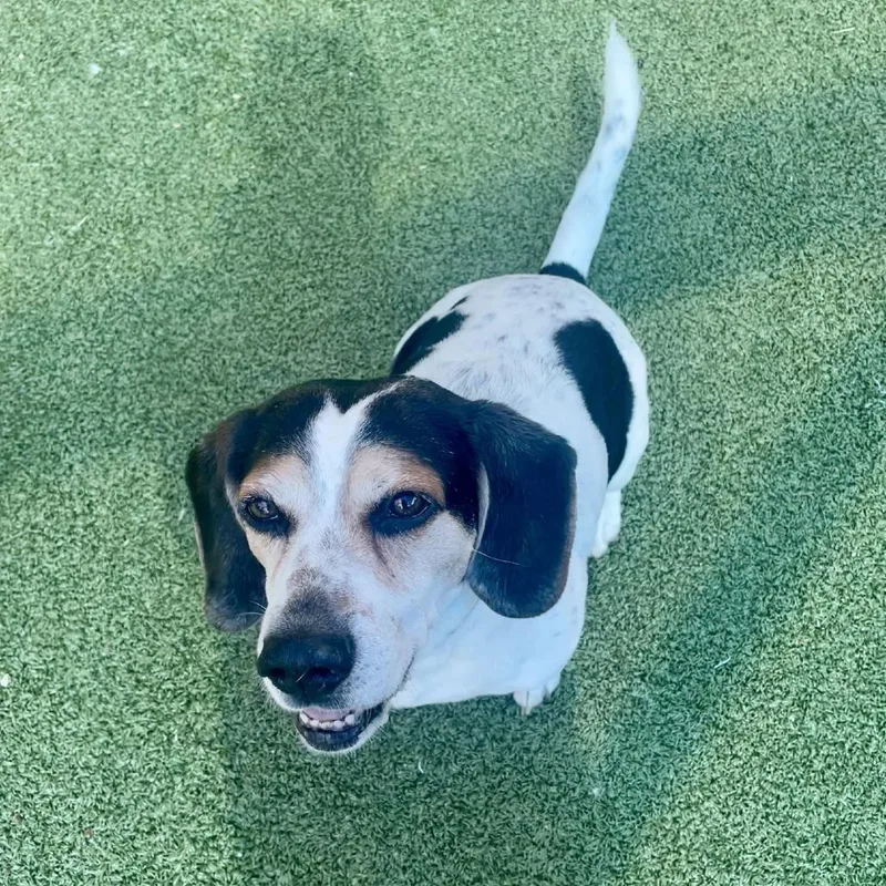 A senior medium-sized male White / Cream Beagle dog named Petey for adoption in Greensboro, NC