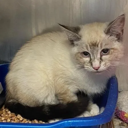 A baby small-sized female Domestic Short Hair cat named Pamela for adoption in Chehalis, WA
